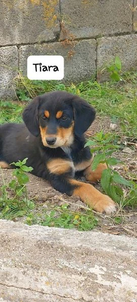 dolce tiara - cucciola 3 mesi | Foto 6