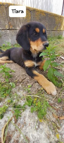 dolce tiara - cucciola 3 mesi | Foto 5