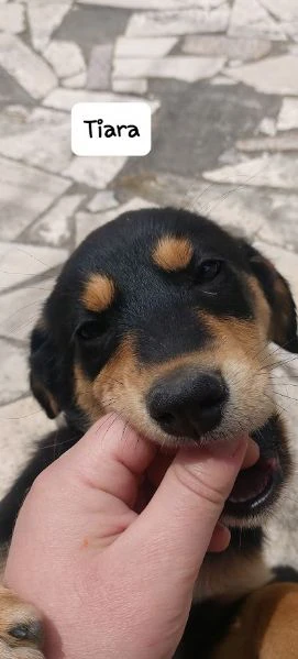 dolce tiara - cucciola 3 mesi | Foto 2