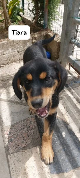 dolce tiara - cucciola 3 mesi | Foto 1