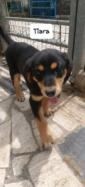 dolce tiara - cucciola 3 mesi | Foto 0
