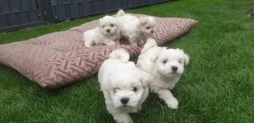maltesi cuccioli angioletti bianchi