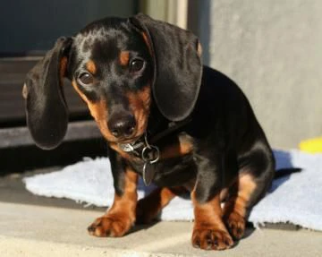 bellissimi cuccioli di bassotto tedesco a pelo duro subito | Foto 0