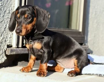 bellissimi cuccioli di bassotto tedesco a pelo duro subito