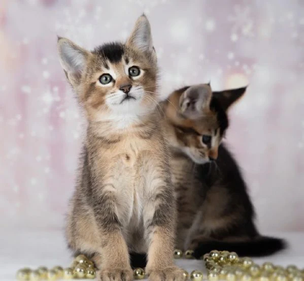cuccioli caracat f4 e caracat f5 disponibili per la vendita | Foto 2