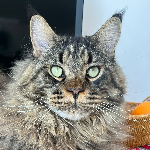 Veronica Salvalaglio