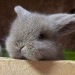 I Coniglietti Di Laura 